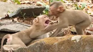 What Happen When Royston Meet Damage Walking monkey just Meet the first !!