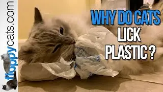 Cat and Plastic Bag: Why Do Cats Lick Plastic? - Floppycats