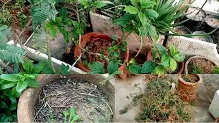 Surprise 😲 mil gya|Garden recharge kren winter k plants k liye|clear old plants for new plants