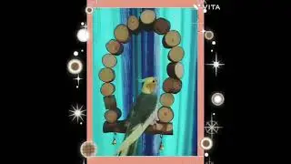 variety of wooden chewable toys, premium bird food,play stand & accessories for your pet bird.