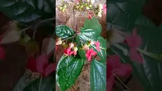 Clerodendrum/Lamiaceae/bleeding heart/umbel clerodendrum