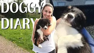 Getting our Border Collie Puppy Whiskey! PUPPY VLOG! 🐶