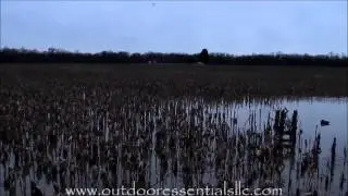 Ducks Tolling into Flooded Corn Impoundment Pond