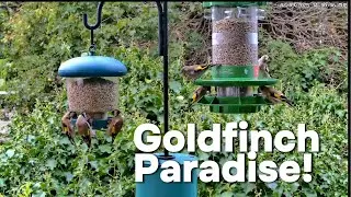 🔴Live Bird Feeder Cam  UK | Who's Visiting Our Feeder Today? #birdfeederlive #birdfeeding #birds