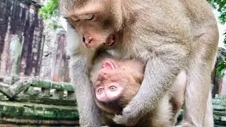 OMG! What’s AChap Doing Like This On Sweet Pea?|Sweet Pea Hug AChap King Monkey.