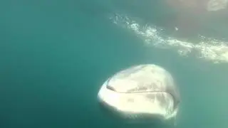 Curious Antarctic minke whale