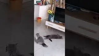Double tap ❤️ #cats #film # actor # fun #relax #catshorts #catlover