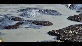 Wonderful seals at Flamborough head, Yorkshire