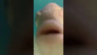 Face-to-Face With a Curious Fish in Crystal Clear Waters