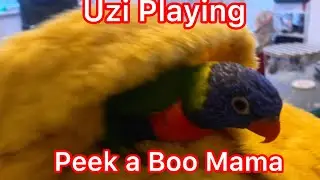 Uzi Lorikeet Playing Peek A Boo With Mum