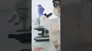 Bacteria in the human Body | The Amazing World