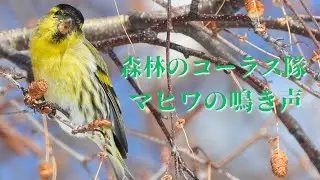 マヒワの鳴き声（さえずり） / Eurasian Siskin bird call and sound / 真鶸(まひわ) /北海道野鳥/鳥の鳴き声/春鳥鳴き声/冬鳥鳴き声