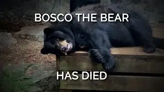 Bosco the Bear Has Died
