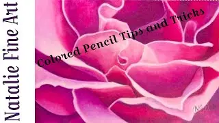 Colored Pencil  Demonstration: How to Draw Flower Petals