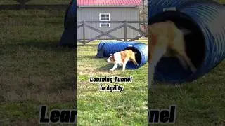 Want to do agility with your dog? Start at home! Here&rsquo;s how.#roguepetscience #dogtrainer #chrissyjoy