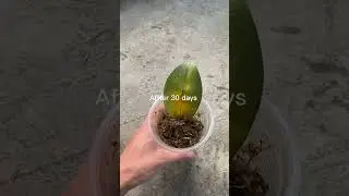Propagate orchid leaves with aloe vera #shorts