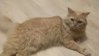 Кот который красиво лежит
