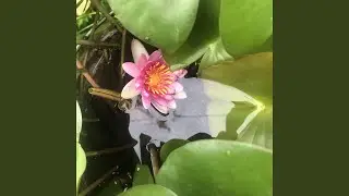 谷雨
