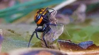 Widow Spider Outbreak In The United Kingdom?