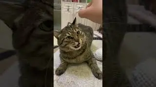 Speak cat very naughty🙀💞😹। #funny #cat #catshorts #foryou