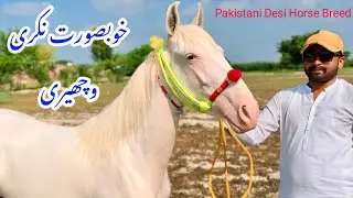 👉 Top Quality Desi Nukri Bacheri For Sale | Pakistani Breeder Animals