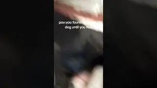 Pov:you found a 3 years old dog until you realize