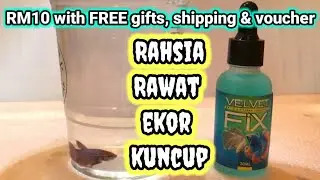 VELVET FIX - Betta Disease Treatment (30ml) - MERAWAT EKOR KUNCUP / PENYAKIT VELVET | plakat
