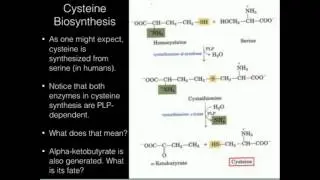 Cysteine Biosynthesis