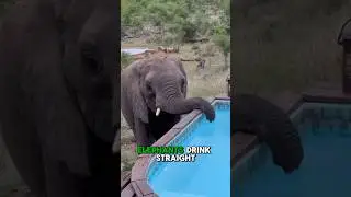 What does an elephant trunk do?🐘💦