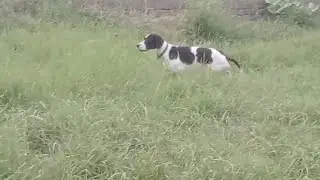 training English pointer for partridge hunting with goshawk and sparrow hawk#englishpointer#goshawk
