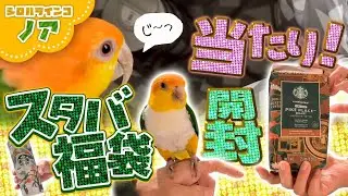「2026スタバ福袋当たり!!ノアと開封編」  #シロハラインコ #インコ面白動画 #caique  #ズグロシロハラインコ #シロハラインコノア