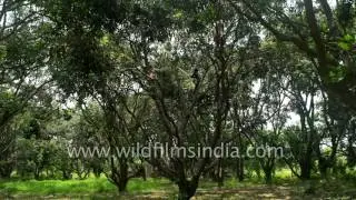 Dussehri mangoes in orchard of Malihabad