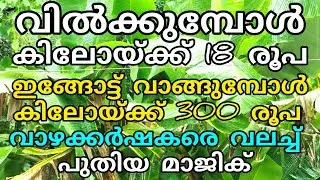 വാഴക്കർഷകരെ വലച്ച് പുതിയ മാജിക് | Manojnediyackal rubber tapping 