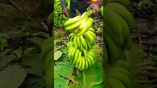 JFC_AHMEDABAD | Premium_Quality_Bananas_Packing #Pisang #Banan #Ban #Banany #Pisangya #G9_Bananas