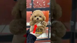 TOP 5 CUTEST DOG BREEDS AS PUPPIES!!