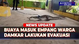 Buaya Sepanjang 2 Meter Masuk Empang Warga, Damkar Tangsel Lakukan Evakuasi