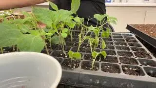 Early Sunflowers and salvia cuttings