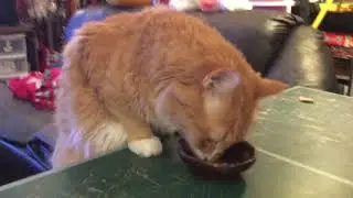 20180828 - Oranjello eating beans