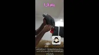 ترويض الببغاء الكاسكو ريفو بطريقة احترافيه تابع الخطوات معي يوسف الدوسري