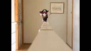 Ahoy mateys! (Cat in pirate costume)