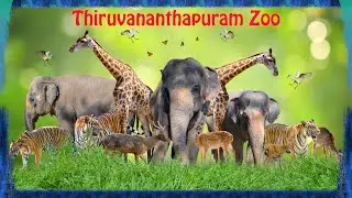 Thiruvananthapuram Zoo | Rare sightings | Animals |