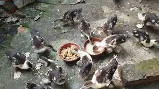 ২৩ দিনে চিনা হাসের অকল্পনীয় ওজন বৃদ্ধী