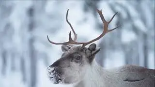 Caribou Dance