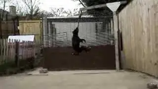 hang time with my 14 month old stafford
