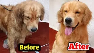 Golden retriever dog grooming at home | Golden retriever | Pet care kannada