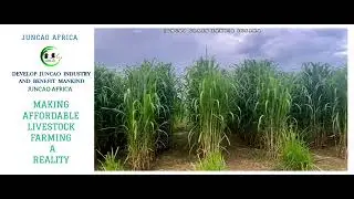 Juncao Grass Technology the Game Changer In Livestock Fodder Feeds. Contact +254752600777 0752600777