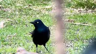 Common grackle (Quiscalus quiscula). Belle Isle, MA 11 April 2025. iPhone digiscoping.