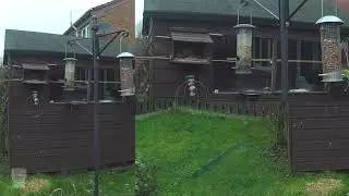 Daily Stream 0120 💜 Testing Pre-Big Garden Birdwatch