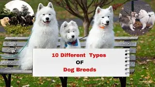 10 Different types of Dog Breeds #dogbreeds #dogfood #dogtraining