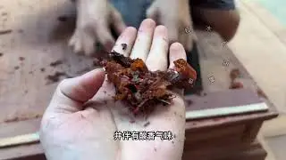 自制一张酸枝南官帽椅，飘肩榫与挖烟袋锅榫功不可没#红木家具 #榫卯结构 #制作过程 #手艺人 #餐椅 #官帽椅